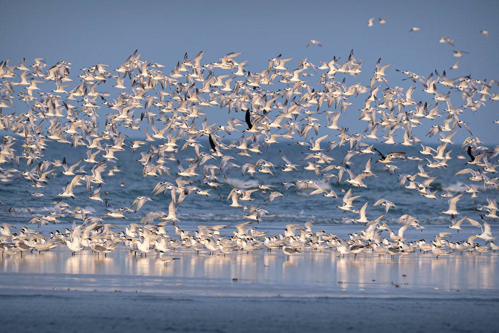 Royal terns, Sandwich terns, Least terns, Forster’s Terns, Caspian Terns and Black Skimmers taking flight on the Gulf Coast, North Beach, Fort De Soto Park, Saint Petersburg, Florida by diana_robinson is licensed under CC BY-NC-ND 2.0